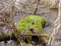 Traver Creek, OLson Park Sampling Site, 10 April 2010.